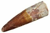 Fossil Spinosaurus Tooth - Real Dinosaur Tooth #226325-1